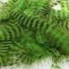 Fly Co. Soft Hackle - Grizzly Chartreuse